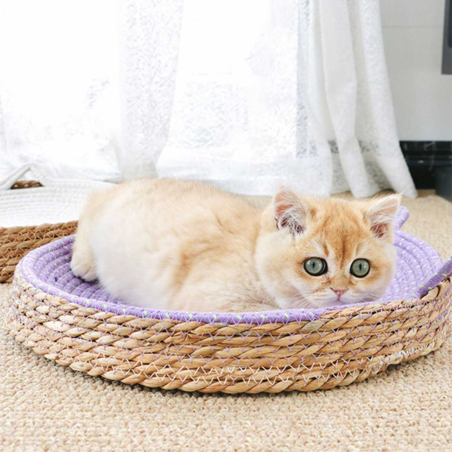kattenbed groot rattan paars ronde mand met katvorm oren en relaxte kat